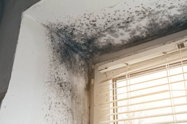 Affordable Mold Cleanup solutions in Medford, NY